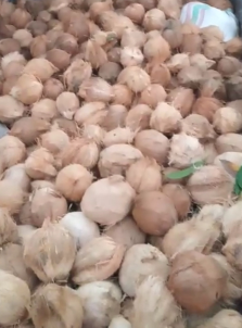 kelapa tua gelondong dan kupas