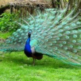  Jual Merak Biru dari Remaja sampai Dewasa