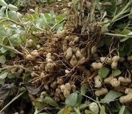 kacang tanah