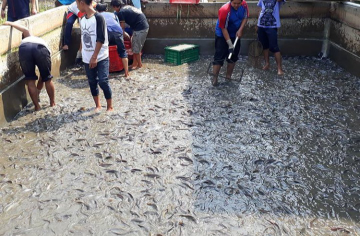 Jual Ikan Lele Konsumsi