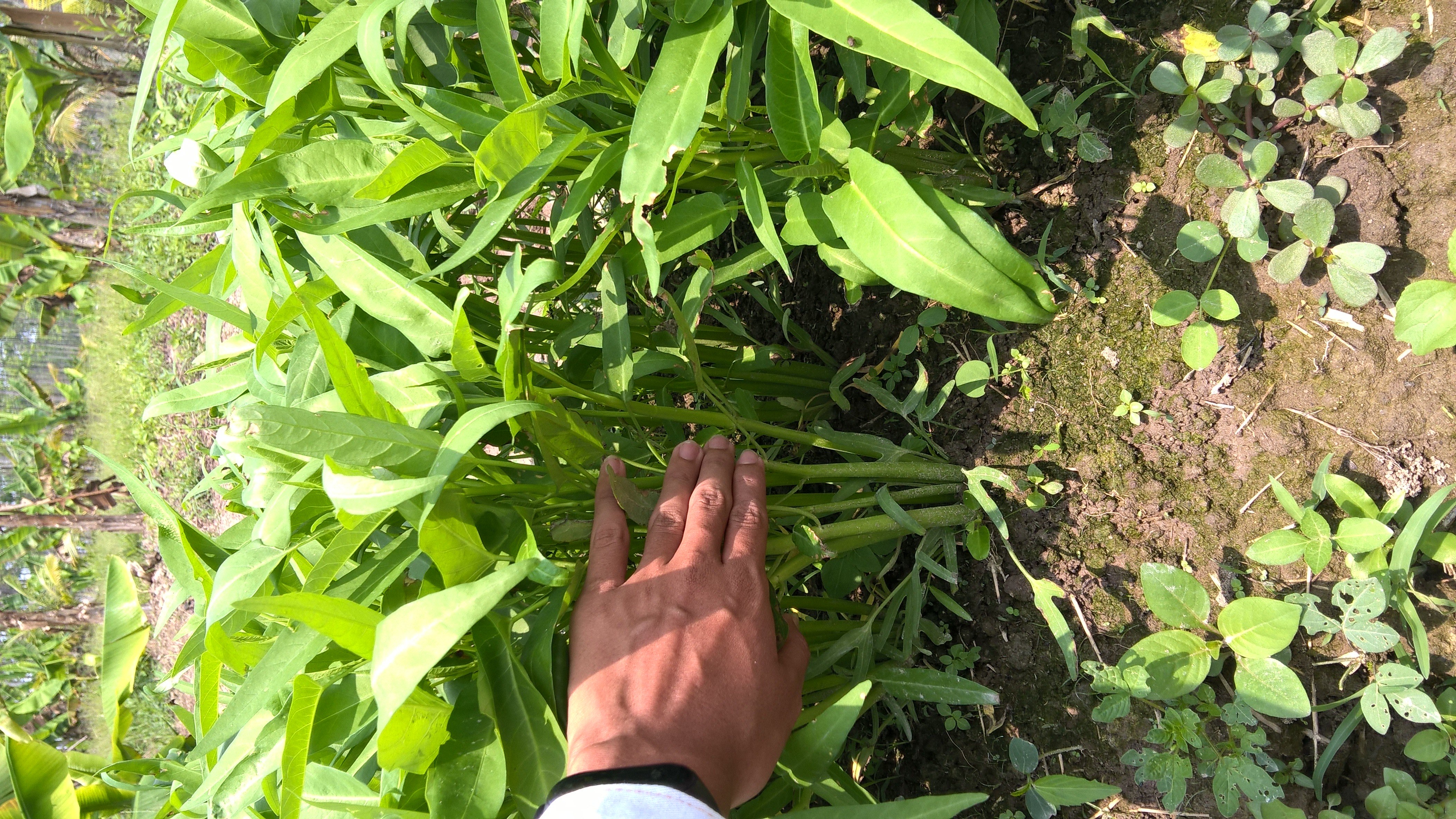 Kangkung 20 ikat/bal