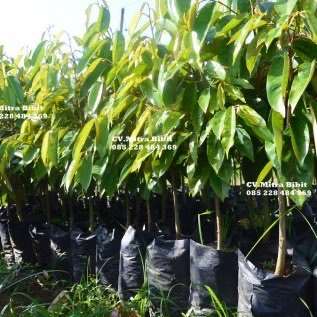 Bibit Durian Duri Hitam Super | Bibit Durian Black Thorn Mapan 