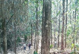 2500 pohon kayu jati tahun tanam 2000.