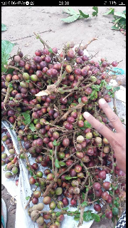 BUAH MATOA