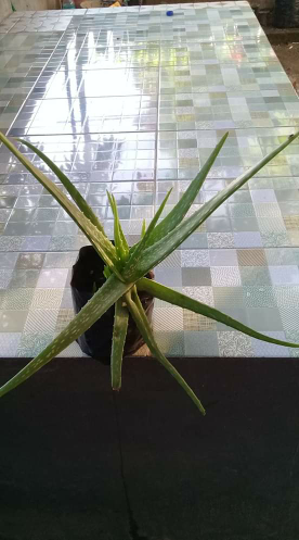 Lidah Buaya