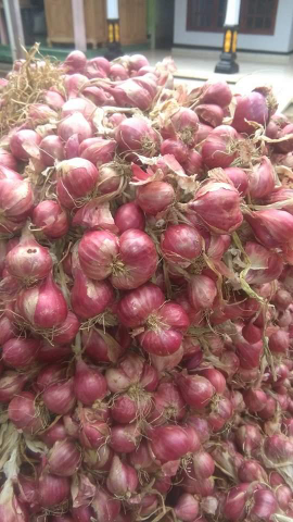 Bawang Merah Probolinggo
