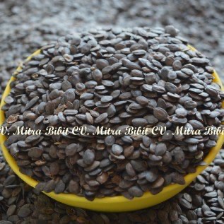 Biji, Benih, Bibit Tanaman Kaliandra Merah Siap Tanam, Budidaya Kaliandra Merah