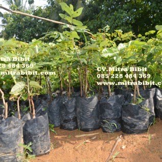 Bibit Kelengkeng Mata Lada | Bibit Lengkeng Biji Lada Hasil Okulasi Uk 40cm