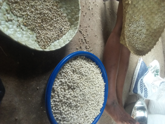 biji kelor kernel
