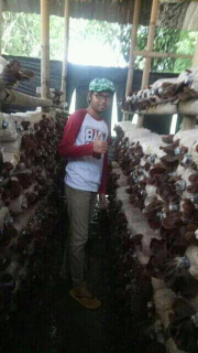 jamur sayur