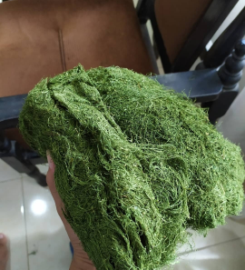 tembakau hijau Gayo