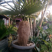 jual pohon palem jenggot 