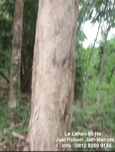 Pohon  J a t i  ~  M a h o n i