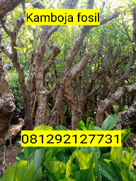 jusl pojon kamboja fosil 