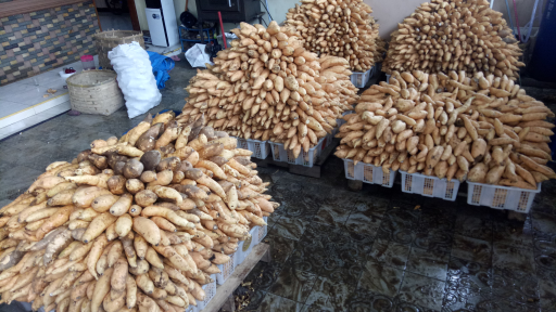 ubi madu Cilembu