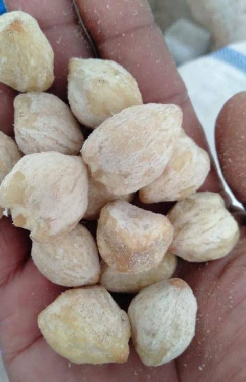 Dijual Kemiri ready Surabaya