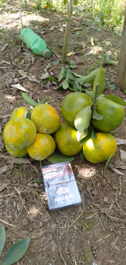 Jeruk Siem Madu asal Batu Jawa Timur