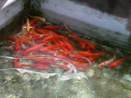 Indukan dan Bibit Ikan Koi Murah