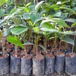 Bibit Aren Genjah dan Aren Dalam Unggul Siap Tanam Termurah