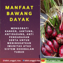 Bawang Dayak