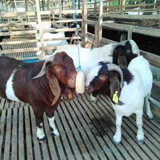 Jual Kambing Boer Super Turunan Australia, PE, Domba & Pupuk Organik