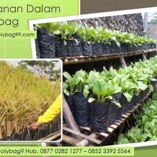 Polybag Untuk Pembibitan
