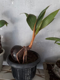 Jual kelapa hiprida bonsai