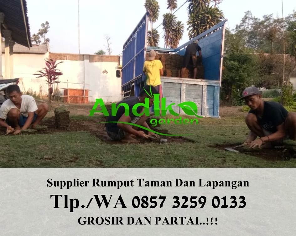 Harga Rumput Jepang Per Meter 2022 Pasuruan