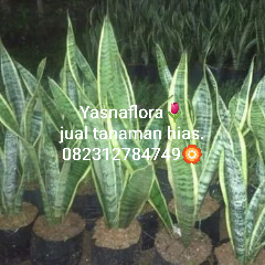 jual tanaman lidah mertua 