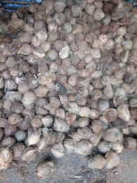 JUAL KELAPA TUA