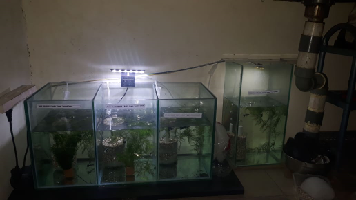 Jual Guppy