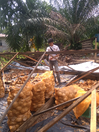 kelapa Putih