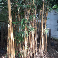 jual pohon bambu kuning 