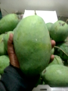 mangga