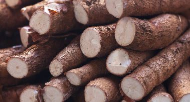 UBI KAYU / SINGKONG SEGAR