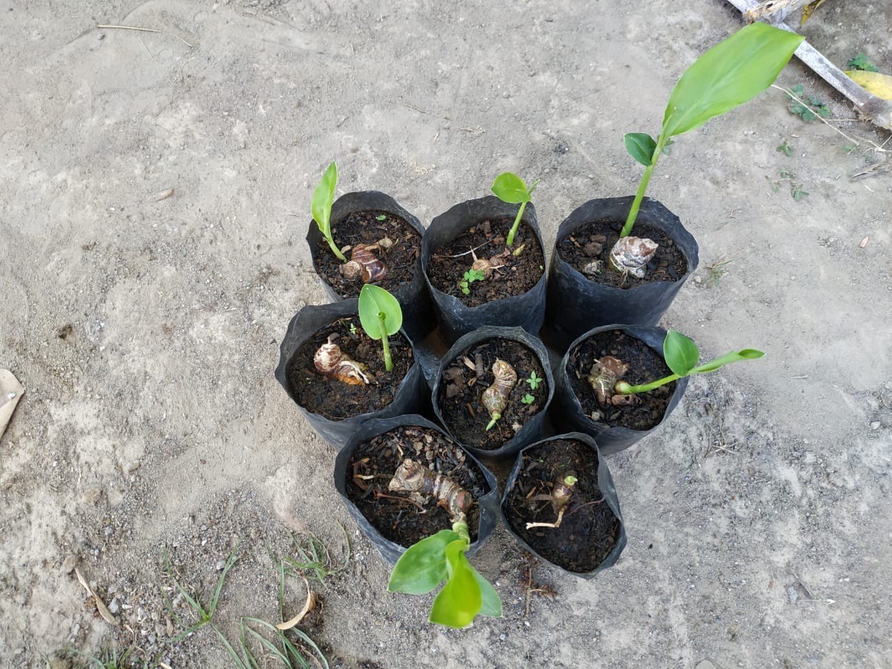 Bibit Lengkuas 