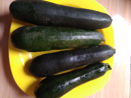 TIMUN JEPANG / ZUCCHINI