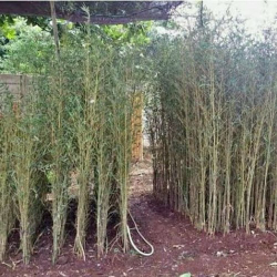 jual pohon bambu cina 
