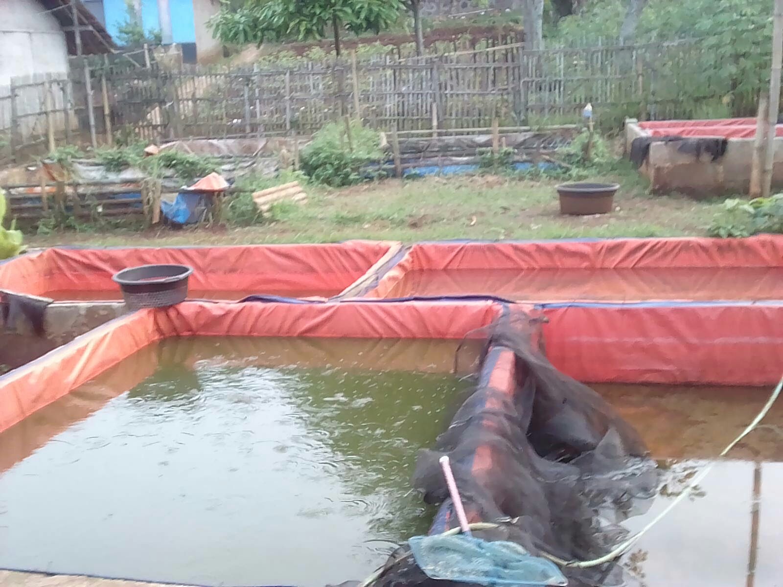 Benih lele sangkuriang