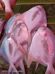 ikan bawal laut putih
