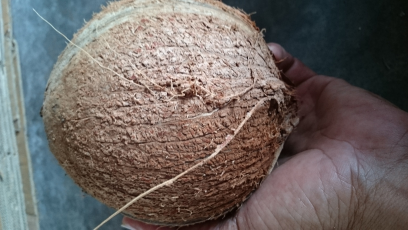 kelapa