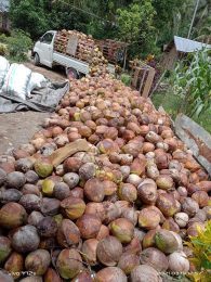 kelapa