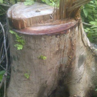 Kayu Sengon