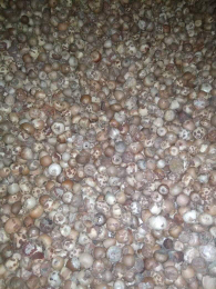 Jual Pinang Bulat