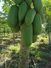 dibutuhka pepaya california