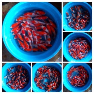 ikan hias koi dan bibit ikan air tawar