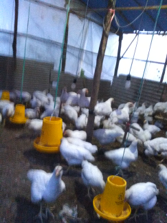 Panenan ayam pejantan