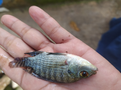jual bibit ikan nila
