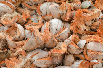 cocofiber / sabut kelapa
