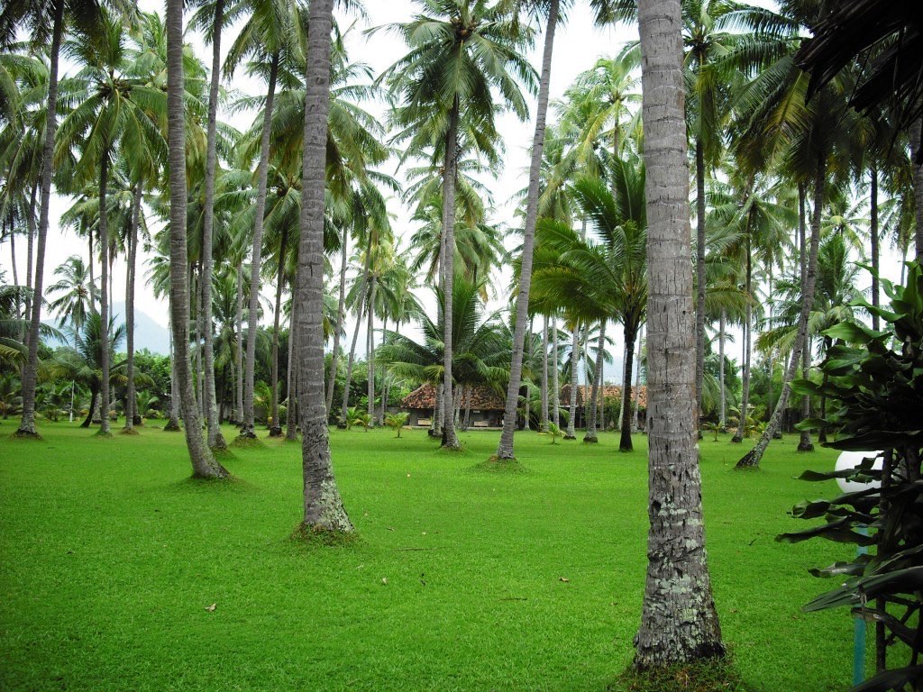 JUAL KELAPA MUDA